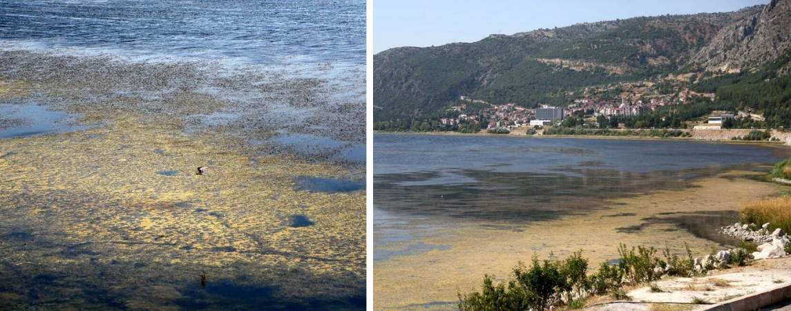 Eğirdir Gölü'nde Korkutan Görüntü: Önce Kuraklık Sonra Kirlilik Vurdu
